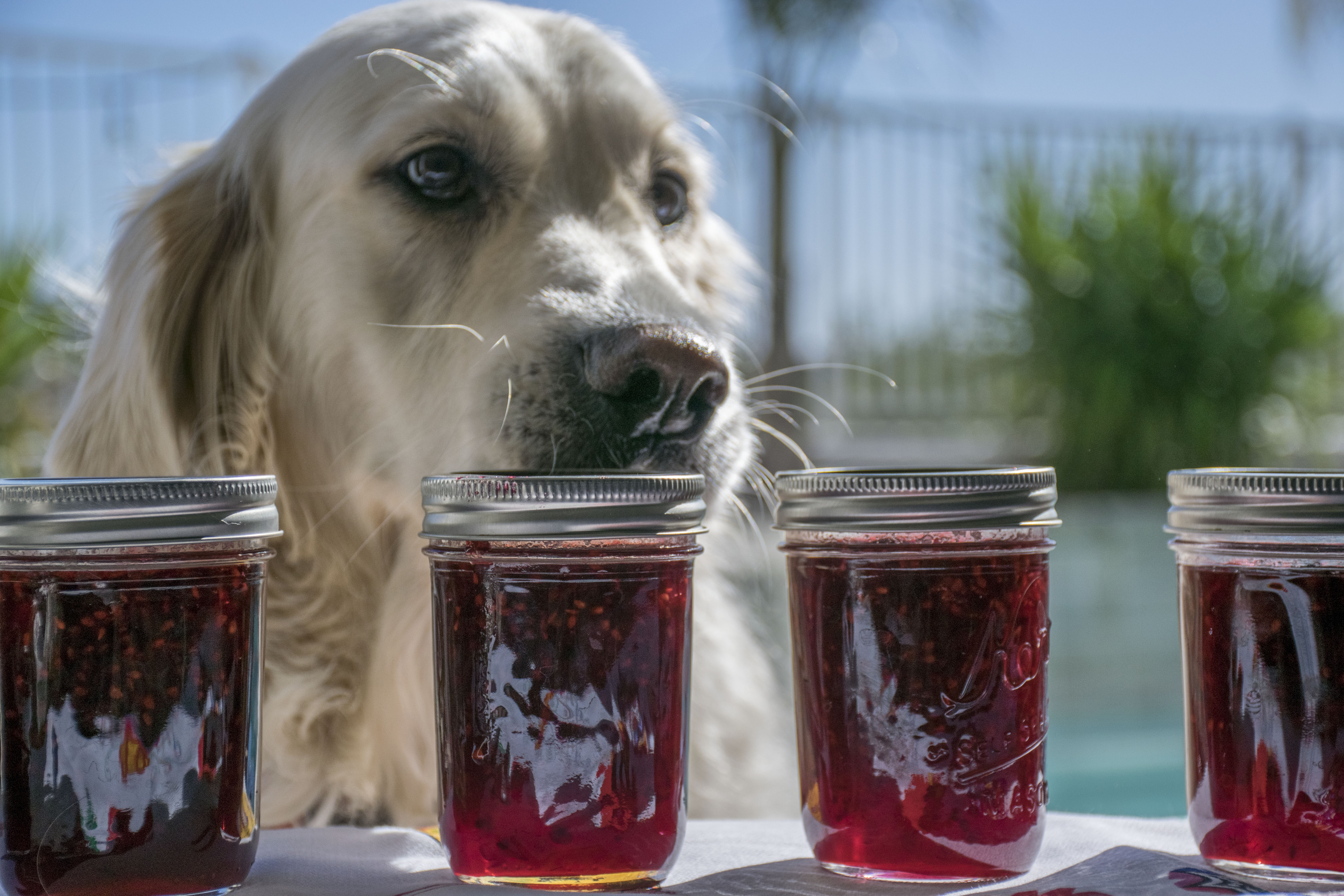 blackberry jam